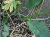 Hieracium sect. Hieracium Mejselgatan, Malmö, Skåne, Sweden 20170606_0096