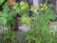 Hieracium sect. Hieracium Mejselgatan, Malmö, Skåne, Sweden 20170606_0097