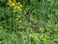 Hieracium sect. Hieracium Tveta vattenverk, Mörbylånga, Öland, Sweden 20150606_0009 (1)