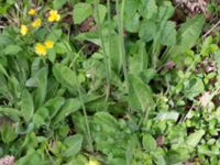 Hieracium sect. Hieracium Tveta vattenverk, Mörbylånga, Öland, Sweden 20150606_0010 (1)