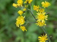 Hieracium sect. Hieracium Tveta vattenverk, Mörbylånga, Öland, Sweden 20150606_0011 (1)