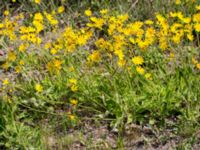 Hieracium sect. Hieracium Tveta vattenverk, Mörbylånga, Öland, Sweden 20150606_0046 (1)