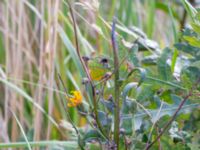 Hieracium Sect. Sabauda Valenciagatan, Malmö, Skåne, Sweden 20190917_0054