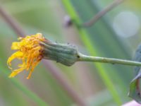 Hieracium Sect. Sabauda Valenciagatan, Malmö, Skåne, Sweden 20190917_0060