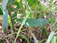 Hieracium Sect. Sabauda Valenciagatan, Malmö, Skåne, Sweden 20190917_0063