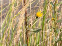 Hieracium Sect. Sabauda Valenciagatan, Malmö, Skåne, Sweden 20190917_0064