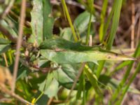 Hieracium Sect. Sabauda Valenciagatan, Malmö, Skåne, Sweden 20190917_0065