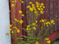 Hieracium sect. Tridentata Centralen, Malmö, Skåne, Sweden 20150619_0023