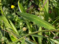 Hieracium sect. Tridentata Lernacken, Malmö, Skåne, Sweden 20160629_0035