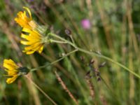 Hieracium sect. Tridentata Lernacken, Malmö, Skåne, Sweden 20160629_0036