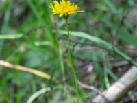 Hieracium sect. Vulgata Käglinge rekreationsområde, Malmö, Skåne, Sweden 20200714_0030