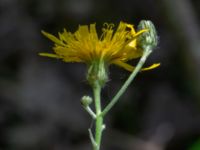 Hieracium sect. Vulgata Käglinge rekreationsområde, Malmö, Skåne, Sweden 20200714_0033