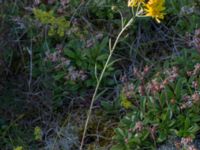 Hieracium umbellatum Gropahålet, Kristianstad, Skåne, Sweden 20170719_0281