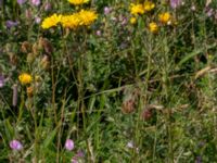 Hieracium umbellatum Käglinge hästbacke, Malmö, Skåne, Sweden 20150806_0238