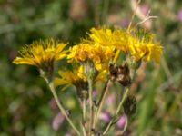 Hieracium umbellatum Käglinge hästbacke, Malmö, Skåne, Sweden 20150806_0240