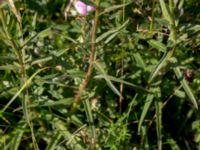 Hieracium umbellatum Käglinge hästbacke, Malmö, Skåne, Sweden 20150806_0241