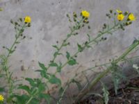 Hieracium umbellatum Koksgatan, Malmö, Skåne, Sweden 20220728_0138