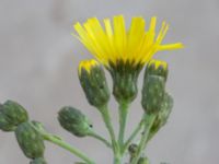 Hieracium umbellatum Koksgatan, Malmö, Skåne, Sweden 20220728_0141