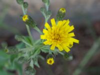 Hieracium umbellatum Koksgatan, Malmö, Skåne, Sweden 20220728_0142