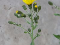 Hieracium umbellatum Koksgatan, Malmö, Skåne, Sweden 20220728_0144