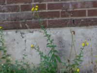 Hieracium umbellatum Koksgatan, Malmö, Skåne, Sweden 20220728_0146