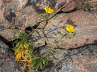 Hieracium umbellatum Sönnerbergen, Onslala, Kungsbacka, Halland, Sweden 20150721_0016