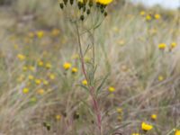 Hieracium umbellatum Sandhammaren, Ystad, Skåne, Sweden 20160727_0084