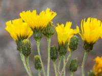 Hieracium umbellatum Sandhammaren, Ystad, Skåne, Sweden 20160727_0085