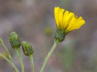 Hieracium umbellatum Sandhammaren, Ystad, Skåne, Sweden 20160727_0086