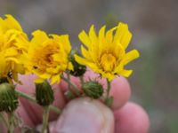 Hieracium umbellatum Sandhammaren, Ystad, Skåne, Sweden 20160727_0087