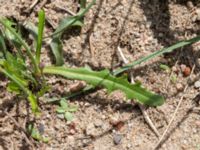 Hypochaeris glabra Svarta hål, Revingefältet, Lund, Skåne, Sweden 20160703_0052