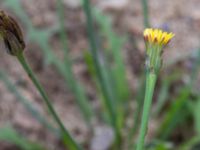 Hypochaeris glabra Svarta hål, Revingefältet, Lund, Skåne, Sweden 20160703_0067