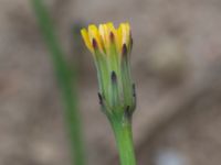 Hypochaeris glabra Svarta hål, Revingefältet, Lund, Skåne, Sweden 20160703_0069