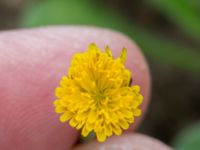 Hypochaeris glabra Svarta hål, Revingefältet, Lund, Skåne, Sweden 20160703_0070