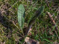 Hypchaeris maculata Horna, Åhus, Kristianstad, Skåne, Sweden 20150503_0202