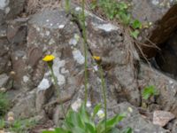 Hypochaeris maculata Solviken, Mölle, Höganäs, Skåne, Sweden 20190601_0076