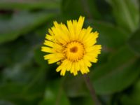 Hypochaeris maculata Solviken, Mölle, Höganäs, Skåne, Sweden 20190601_0077