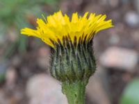 Hypochaeris maculata Solviken, Mölle, Höganäs, Skåne, Sweden 20190601_0078