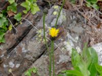 Hypochaeris maculata Solviken, Mölle, Höganäs, Skåne, Sweden 20190601_0080