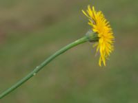 Hypochaeris radicata Djungelparken, Bunkeflostrand, Malmö, Skåne, Sweden 20220701_0017