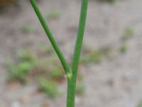 Hypochaeris radicata Skanörs kyrka, Falsterbohalvön, Vellinge, Skåne, Sweden 20190527_0012