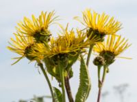 Inula helenium Citadellet, Landskrona, Skåne, Sweden 20150810_0006