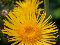 Inula helenium Lokstallarna, Malmö, Skåne, Sweden 20200730_0020