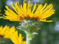 Inula helenium Lokstallarna, Malmö, Skåne, Sweden 20200730_0023