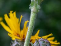 Inula helenium Lokstallarna, Malmö, Skåne, Sweden 20200730_0024