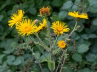 Inula helenium Lokstallarna, Malmö, Skåne, Sweden 20200730_0029