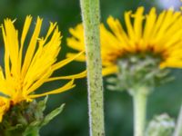 Inula helenium Lokstallarna, Malmö, Skåne, Sweden 20200730_0031