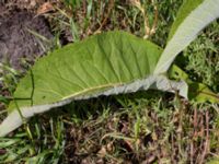 Inula helenium Vanningen, Vellinge, Skåne, Sweden 20240613_0068