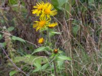 Inula racemosa Baragatan, Johanneslust, Malmö, Skåne, Sweden 20190909_0030