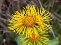 Inula racemosa Baragatan, Johanneslust, Malmö, Skåne, Sweden 20190909_0031